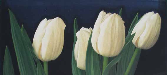White Tulips - Sigrid Muller